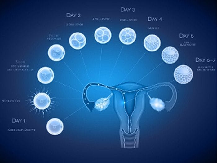 Maternal Weight Affects How Embryos Develop