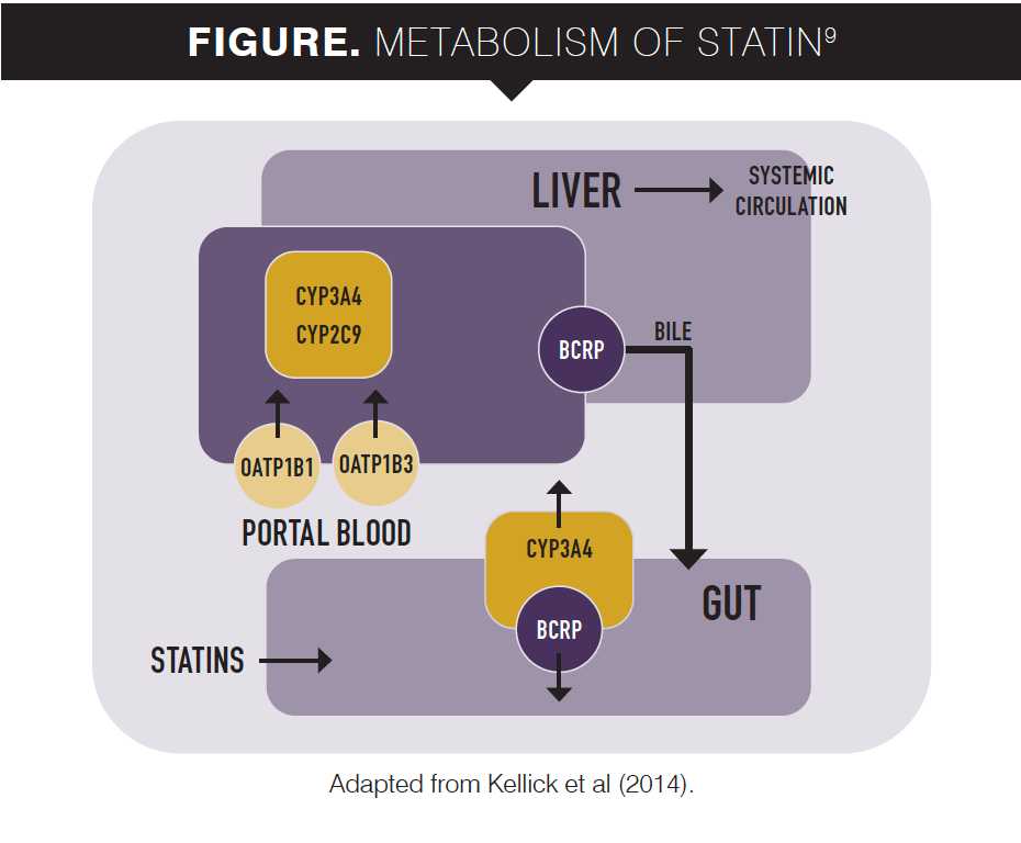 Figure. Metabolism of Statin