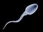 For Sperm, Quality Trumps Age in Fertility Treatment Outcomes