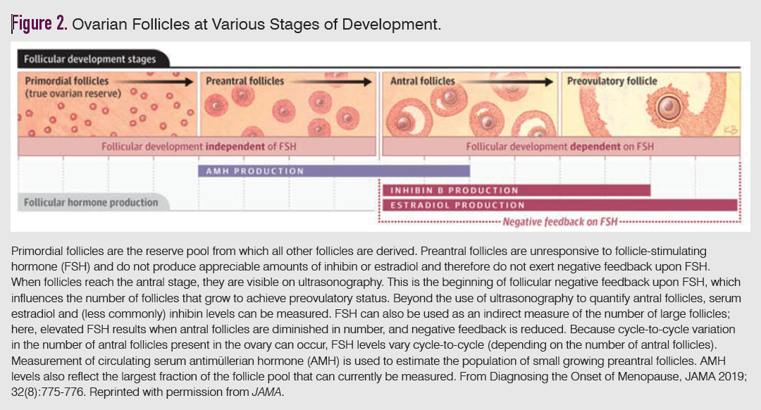 Figure 2. Ovarian Follicles at Various Stages of Development.

Primordial follicles are the reserve pool from which all other follicles are derived. Preantral follicles are unresponsive to follicle-stimulating hormone (FSH) and do not produce appreciable amounts of inhibin or estradiol and therefore do not exert negative feedback upon FSH. When follicles reach the antral stage, they are visible on ultrasonography. This is the beginning of follicular negative feedback upon FSH, which influences the number of follicles that grow to achieve preovulatory status. Beyond the use of ultrasonography to quantify antral follicles, serum estradiol and (less commonly) inhibin levels can be measured. FSH can also be used as an indirect measure of the number of large follicles; here, elevated FSH results when antral follicles are diminished in number, and negative feedback is reduced. Because cycle-to-cycle variation in the number of antral follicles present in the ovary can occur, FSH levels vary cycle-to-cycle (depending on the number of antral follicles). Measurement of circulating serum antimüllerian hormone (AMH) is used to estimate the population of small growing preantral follicles. AMH levels also reflect the largest fraction of the follicle pool that can currently be measured. From Diagnosing the Onset of Menopause, JAMA 2019; 32(8):775-776. Reprinted with permission from JAMA.