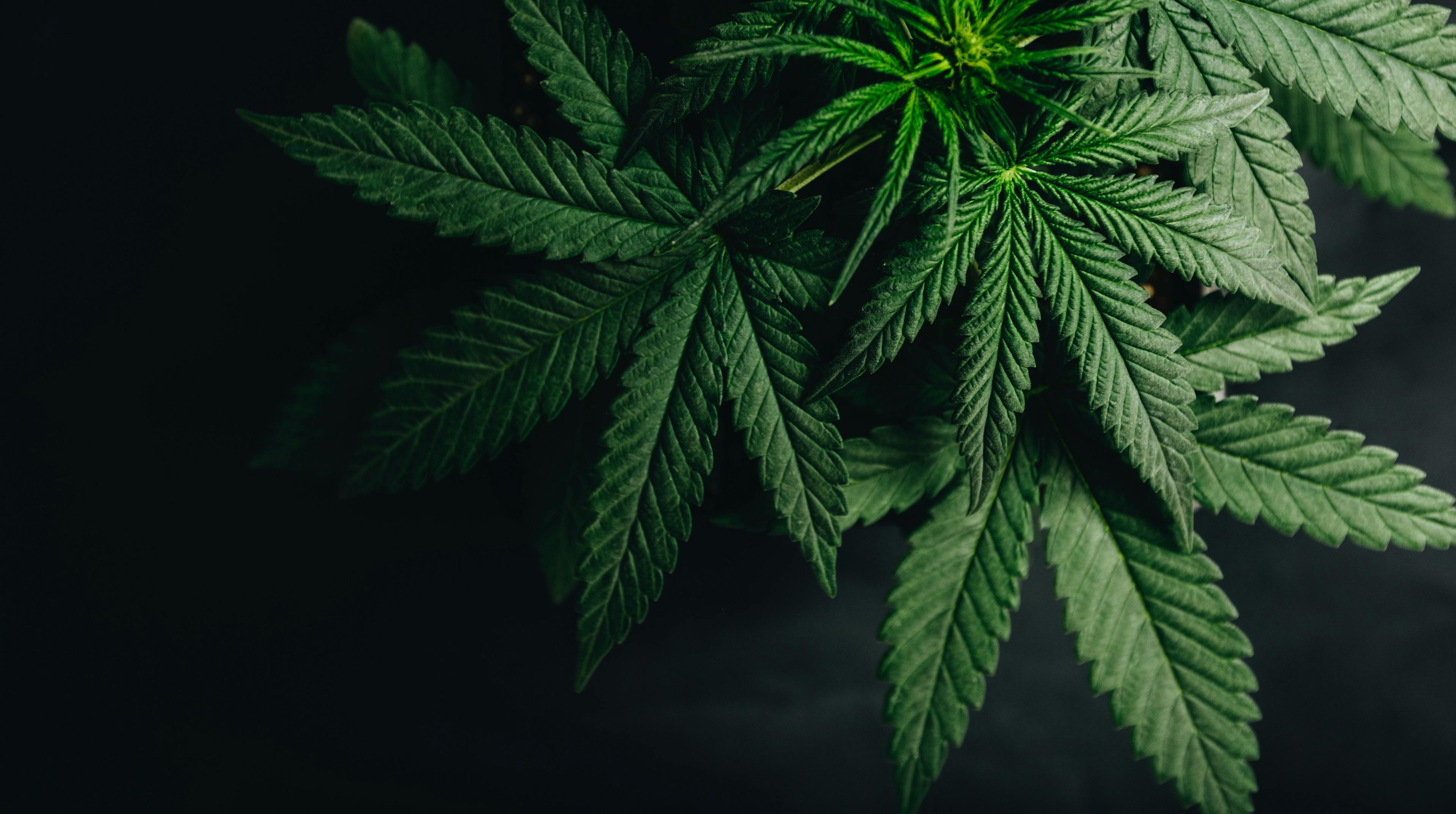 Impact of warning signs on cannabis use during pregnancy | Image Credit: © Iarygin Andrii - © Iarygin Andrii - stock.adobe.com.