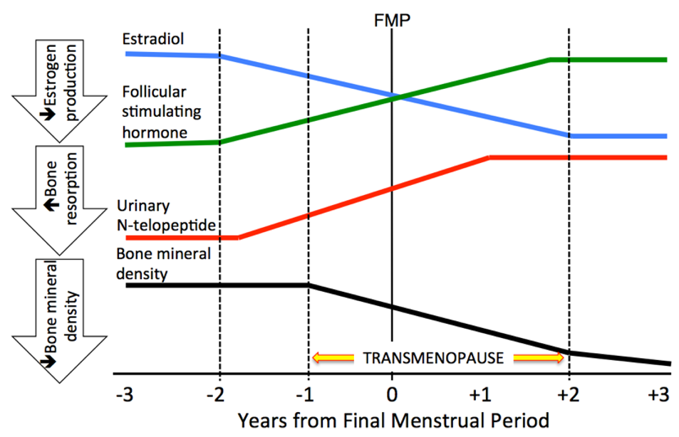 Figure. Transmenopause  A period of approximately 4 years that straddles the final menstrual period (FMP), the transmenopause is associated with a substantial increase in the rate of bone loss. Its trajectory stabilizes after FMP, but bone loss continues. Bone mineral density is shown by the black line and urinary N-telopeptide, a marker of bone resorption, by the red line. The rise of follicle-stimulating hormone and decline of estradiol that are associated with menopause are depicted in green and blue, respectively. (Reprinted with permission from Karlamangla AS, Shieh A, Greendale GA.1)